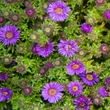 Kép 1/2 - Aster novae-angliae 'Purple Dome' - Mirigyes sötétlila őszirózsa