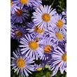 Kép 1/2 - Aster tongolensis 'Napsbury' - Korai liláskék őszirózsa