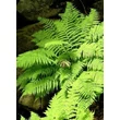 Kép 1/2 - Athyrium filix-femina - Hölgypáfrány