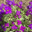 Kép 2/5 - Aubrieta 'Dr Mules Variegated' - Kerti pázsitviola (ibolyakék virág, vajsárga levélszél)