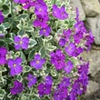 Kép 3/5 - Aubrieta 'Dr Mules Variegated' - Kerti pázsitviola (ibolyakék virág, vajsárga levélszél)