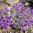 Kép 4/5 - Aubrieta 'Dr Mules Variegated' - Kerti pázsitviola (ibolyakék virág, vajsárga levélszél)