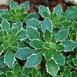 Kép 5/5 - Aubrieta 'Dr Mules Variegated' - Kerti pázsitviola (ibolyakék virág, vajsárga levélszél)