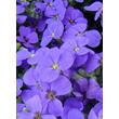 Kép 3/5 - Aubrieta 'Hamburger Stadtpark' - Kerti pázsitviola (ibolyakék)