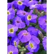 Kép 1/3 - Aubrieta hybrida 'Axcent Blue with Eye' - Ibolyakék kerti pázsitviola