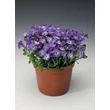 Kép 2/3 - Aubrieta hybrida 'Axcent Blue with Eye' - Ibolyakék kerti pázsitviola