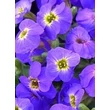 Kép 3/3 - Aubrieta hybrida 'Axcent Blue with Eye' - Ibolyakék kerti pázsitviola