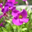 Kép 2/5 - Aubrieta hybrida 'Axcent Dark Red' - Sötétpiros kerti pázsitviola