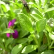 Kép 3/5 - Aubrieta hybrida 'Axcent Dark Red' - Sötétpiros kerti pázsitviola