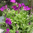 Kép 4/5 - Aubrieta hybrida 'Axcent Dark Red' - Sötétpiros kerti pázsitviola