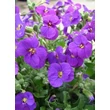 Kép 1/3 - Aubrieta hybrida 'Axcent Deep Purple' - Kerti pázsitviola