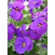 Kép 2/3 - Aubrieta hybrida 'Axcent Deep Purple' - Kerti pázsitviola