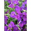 Kép 3/3 - Aubrieta hybrida 'Axcent Deep Purple' - Kerti pázsitviola