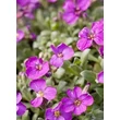 Kép 5/5 - Aubrieta hybrida 'Ida' - Lilás rózsaszín kerti pázsitviola