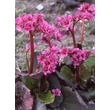 Kép 2/5 - Bergenia 'Abendglut' - Sötét rózsaszín bőrlevél