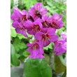 Kép 3/5 - Bergenia 'Abendglut' - Sötét rózsaszín bőrlevél