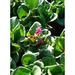 Kép 4/5 - Bergenia 'Abendglut' - Sötét rózsaszín bőrlevél