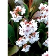 Kép 3/5 - Bergenia Dragonfly 'Angel Kiss' - Bőrlevél