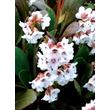 Kép 3/5 - Bergenia 'Angel Kiss' - Fehér féltelt bőrlevél 