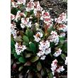 Kép 4/5 - Bergenia 'Angel Kiss' - Fehér féltelt bőrlevél 