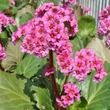 Kép 2/4 - Bergenia 'Morgenröte' - Bőrlevél (sötét rózsaszín)