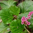 Kép 3/4 - Bergenia 'Morgenröte' - Bőrlevél (sötét rózsaszín)