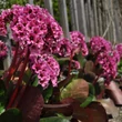 Kép 4/4 - Bergenia 'Morgenröte' - Bőrlevél (sötét rózsaszín)
