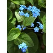 Kép 1/5 - Brunnera macrophylla - Kaukázusi nefelejcs