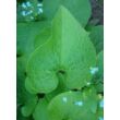 Brunnera macrophylla - Kaukázusi nefelejcs