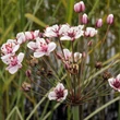 Kép 3/5 - Butomus umbellatus – Virágkáka