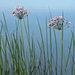 Kép 5/5 - Butomus umbellatus – Virágkáka