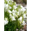Kép 2/5 - Campanula cochlearifolia 'Alba' - Törpe harangvirág (fehér)