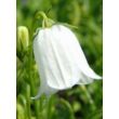 Kép 3/5 - Campanula cochlearifolia 'Alba' - Törpe harangvirág (fehér)