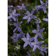 Kép 1/5 - Campanula garganica 'Major' - Garganói harangvirág