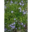 Kép 2/5 - Campanula garganica 'Major' - Garganói harangvirág