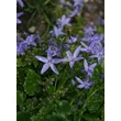 Kép 5/5 - Campanula garganica 'Major' - Garganói harangvirág