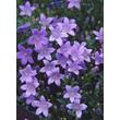 Kép 1/4 - Campanula garganica - Garganói harangvirág (kék)