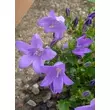 Kép 3/4 - Campanula garganica - Garganói harangvirág (kék)