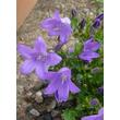 Kép 3/4 - Campanula garganica - Garganói harangvirág (kék)