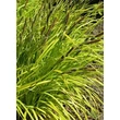 Kép 1/5 - Carex elata 'Bowles Golden' - Zsombéksás