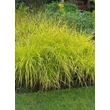 Kép 2/5 - Carex elata 'Bowles Golden' - Zsombéksás