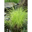 Kép 5/5 - Carex elata 'Bowles Golden' - Zsombéksás