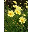 Kép 1/5 - Coreopsis 'Full Moon' - Menyecskeszem (krémsárga)