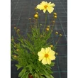 Kép 2/5 - Coreopsis 'Full Moon' - Menyecskeszem (krémsárga)