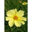 Kép 3/5 - Coreopsis 'Full Moon' - Menyecskeszem (krémsárga)