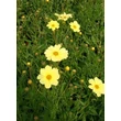 Kép 4/5 - Coreopsis 'Full Moon' - Menyecskeszem (krémsárga)