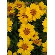 Kép 5/5 - Coreopsis 'Little Sundial' - Keskenylevelű menyecskeszem
