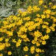 Kép 4/4 - Coreopsis verticillata 'Golden Gain' - Keskenylevelű menyecskeszem (sárga)