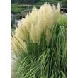 Kép 2/4 - Cortaderia selloana 'Pumila' - Ezüstös pampafű (krémfehér)