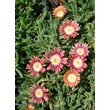 Kép 1/5 - Delosperma 'Red Mountain' - Délvirág (narancspiros)